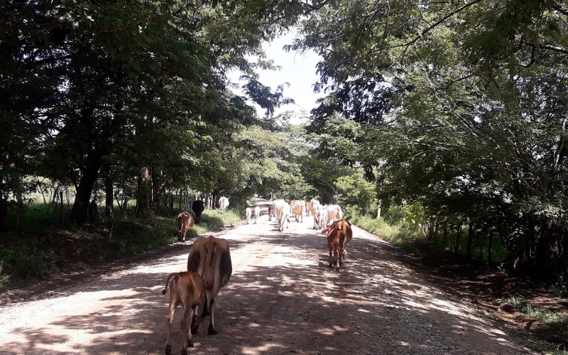 foto tomada de: https://si.cultura.cr/agrupaciones-y-organizaciones/la-nueva-ruta
